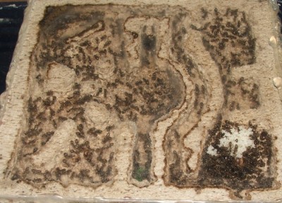 23 30.04.2011 l kleines Horizontalnest.JPG