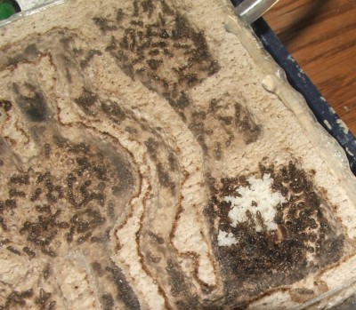 23 30.04.2011 m Königskammer fern.JPG