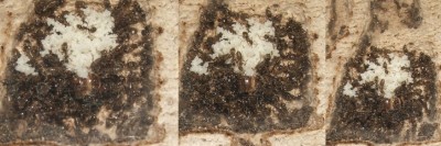 23 30.04.2011 n Königskammer nah.JPG