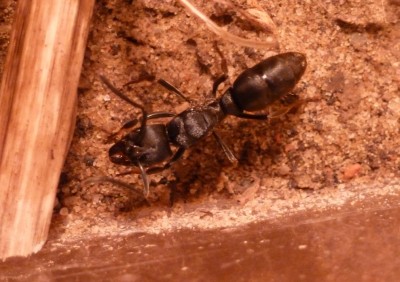 Pachycondyla spec. 3.jpg