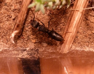 Pachycondyla spec. 4.jpg