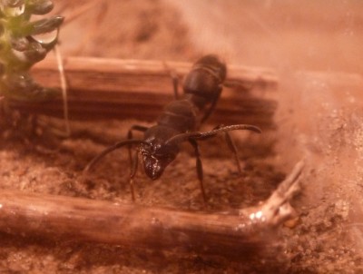 Pachycondyla spec. 5.jpg