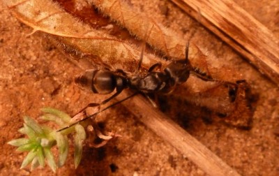 Pachycondyla spec. 7.jpg