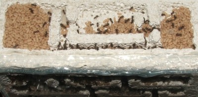 24 07.05.2011 a Vertikalnest 1 Vogelperspektive.JPG