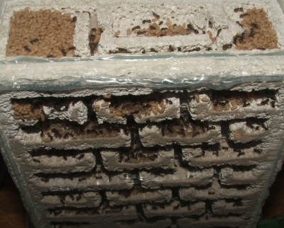 24 07.05.2011 b Vertikalnest 2 von Oben seitlich.JPG