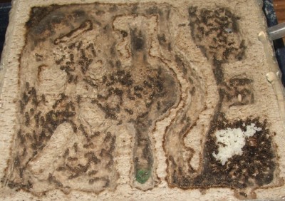 24 07.05.2011 h kleines Horizontalnest 1.JPG