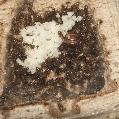 24 07.05.2011 i kleines Horizontalnest 2 Königinnenkammer.JPG