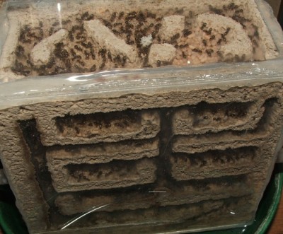 24 07.05.2011 j kleines Vertikalnest 1.JPG