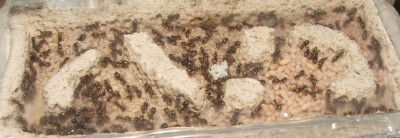 24 07.05.2011 k kleines Vertikalnest 2 Vogelperspektive mit  Eipaket.JPG