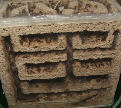 24 07.05.2011 l kleines Vertikalnest 2 Frontansicht.JPG