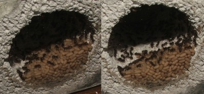 24 07.05.2011 m Wasserschleuse mit Puppenhaufen.JPG