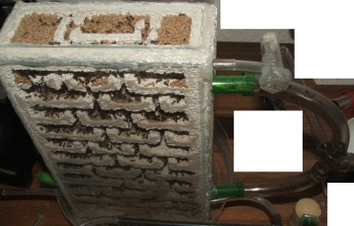 25 09.05.2011 c großes Vertikalnest 1.JPG