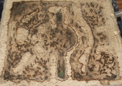 25 09.05.2011 g kleines Horizontalnest - wo ist die Königin.JPG