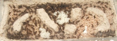 25 09.05.2011 i kleines Vertikalnest 2 Vogelperspektive - ah, da ist sie ja.JPG