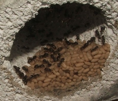 25 09.05.2011 k Wasserschleusenpuppenvorrat.JPG