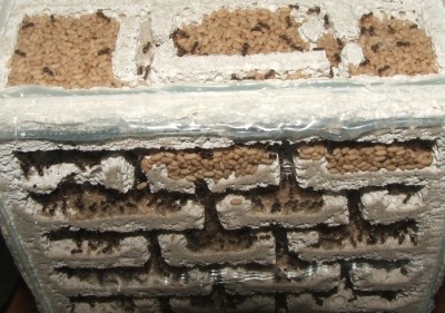 26 11.05.2011 a Puppenlager 1.JPG