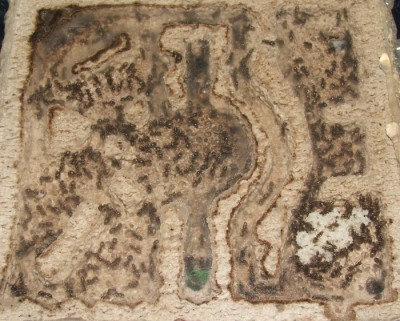 27 15.05.2011 a kleines Horizontalnest Eierhaufen 1.JPG