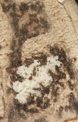 27 15.05.2011 b kleines Horizontalnest Eierhaufen 2 nah.JPG