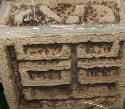 27 15.05.2011 c kleines Vertikalnest  1.JPG