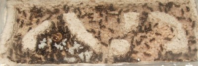 27 15.05.2011 d kleines Vertikalnest  2 Königin mit Eierhaufen.JPG