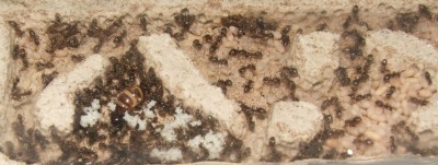 27 15.05.2011 d kleines Vertikalnest  2 Königin mit Eierhaufen nah.JPG