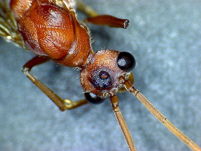 Myrmecia Männchen_2.jpg