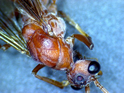 Myrmecia Männchen_3.jpg