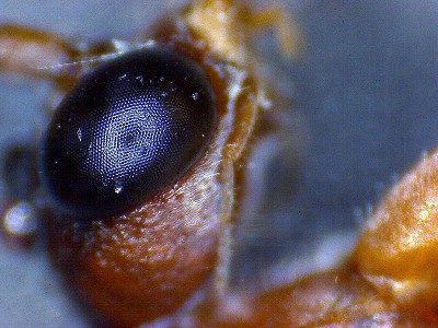 Myrmecia Männchen_4.jpg