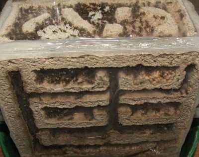 28 22.05.2011 c kleines Vertikalnest 1.JPG