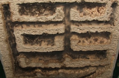 28 22.05.2011 d kleines Vertikalnest 2 Frontalansicht.JPG