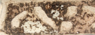 28 22.05.2011 f kleines Vertikalnest 4 Vogelperspektive näher.JPG