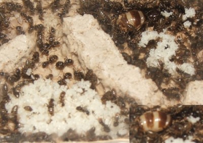 28 22.05.2011 g kleines Vertikalnest 5 Vogelperspektive Königin und Eier.JPG