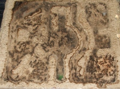 28 22.05.2011 i kleines Horizontalnest 2.JPG