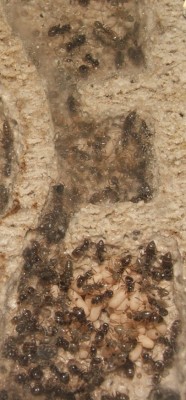 28 22.05.2011 j kleines Horizontalnest 3 Nahansicht mit frischen Arbeiterinnen.JPG