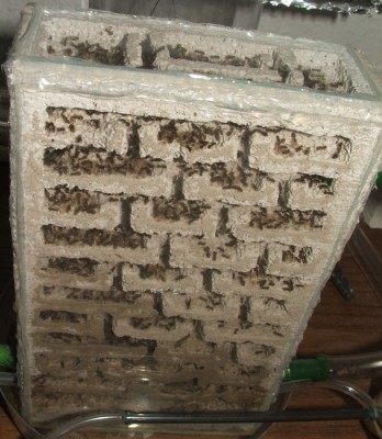 28 22.05.2011 l großes Vertikalnest 1.JPG