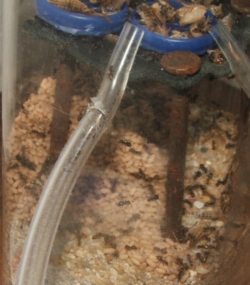 28 22.05.2011 q Puppenhaufen in der Arena 2.JPG