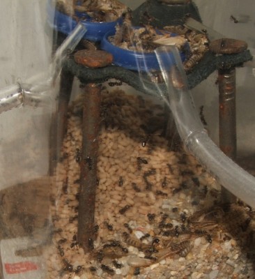 28 22.05.2011 s Puppenhaufen in der Arena 4.JPG