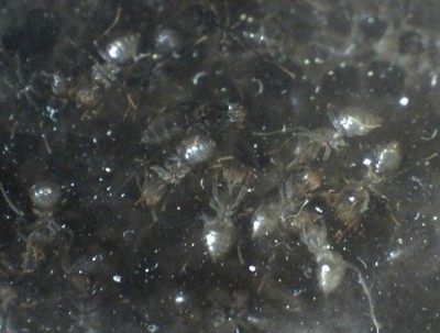 29 11.06.2011 a neue Arbeiterinnen 1.jpg