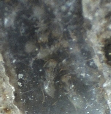 29 11.06.2011 b neue Arbeiterinnen 2.jpg