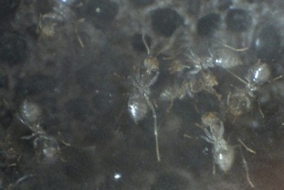 29 11.06.2011 c neue Arbeiterinnen 3.jpg