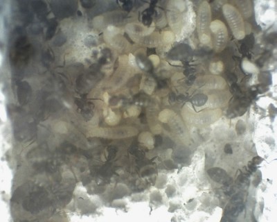 29 11.06.2011 d Larven 1.jpg