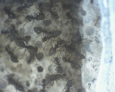 29 11.06.2011 e Larven 2.jpg