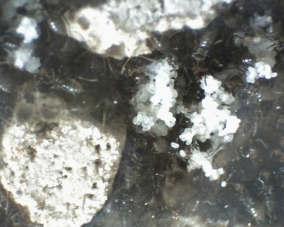 29 11.06.2011 g Eierhaufen 2.jpg