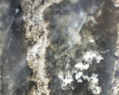 29 11.06.2011 h Eierhaufen 3.jpg