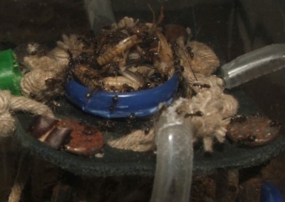 30 18.06.2011 a Fütterung 1.JPG