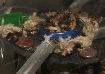 30 18.06.2011 b Fütterung 2.JPG