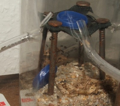 30 18.06.2011 c Puppenhaufen in der Arena.JPG