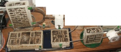 30 18.06.2011 d gesammte Nestanlage.JPG