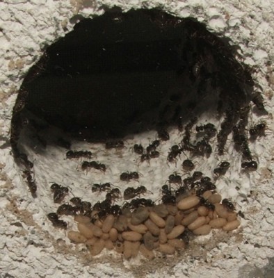 30 18.06.2011 e Wasserschleusenpuppen, einige kurz vor Schlupf.JPG