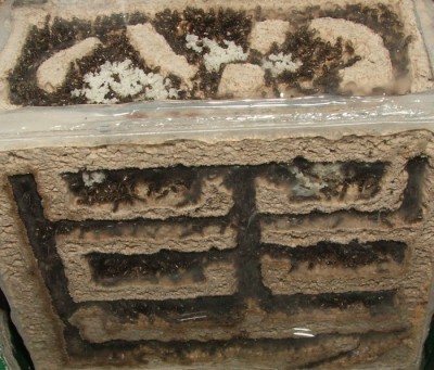 30 18.06.2011 f kleines Vertikalnest 1 gesammt.JPG